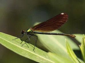 Dragonfly, Dragonfly, Dragonfly, Greece, Lesbos Island, (Crocothemis erythraea), Lesbos, Lesbos
