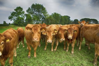 Several cows in a paddock in Schleswig Holstein, Germany