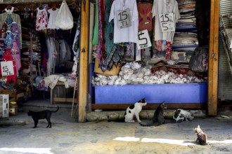 Several cats looking for food at a market in Turkey