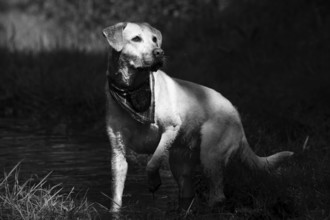 A Labrador stands in a puddle in a meadow
