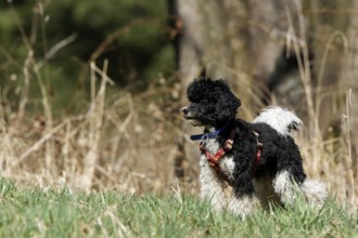 Harlequin poodle playing