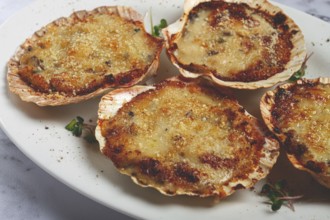 Scallop shells, stuffed, baked with cheese, in the oven, julienne with scallops