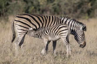 Steppe zebra (Equus quagga) Foal being suckled by mare, Mahango-Area, Bwabwate National Park,