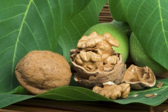 Green and ripe walnuts. Studio shot