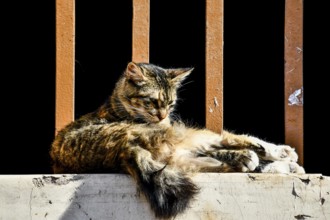 Cat sitting on fence