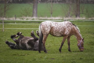 Two horses in the pasture, the white-brown with spots is eating, the grey-black is rolling on its