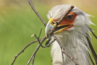 Secretary bird (Sagittarius serpentarius)
