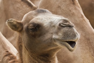 Bactrian camel (Camelus ferus)