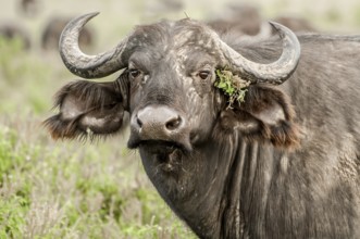 An up close portrait of a Cape Buffalo staring directly at the viewer with some green flowery