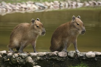 Capybara (Hydrochoerus hydrochaeris)
