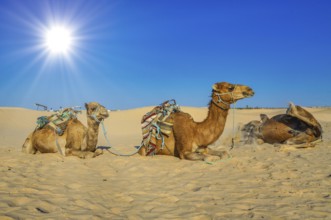 Dromedary Camels lying on the sand in sahara desert, Tunisia