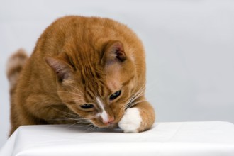 An orange cat curious to see what is underneath his paw, isolated on white, New York, USA