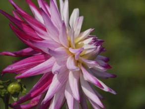 Close-up of a multicoloured dahlia with pink and white petals in the garden, legden, münsterland,