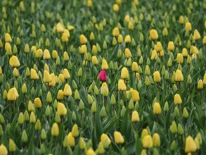 Urk, Netherlands