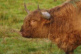Profile view of a brown Highland cow in a meadow looking into the distance, Velen, münsterland,
