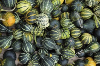 Variety of green and black striped ornamental pumpkins of different sizes. Autumn atmosphere,