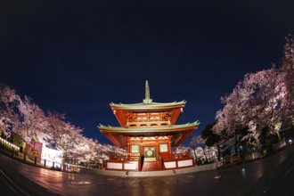 Temple and going to see cherry blossoms at night. Shooting Location: Yokohama-city kanagawa