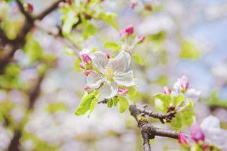 View on blossoming flowers of apple tree instagram stile