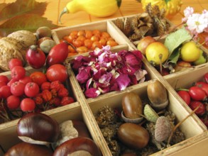 Box with autumn fruits and rose petals