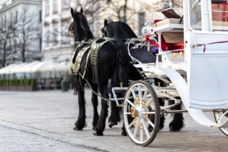 Horses with a carriage on the main square of Krakow in Poland