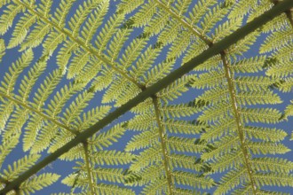 Backlighting on fern leaves, a New Zealand icon