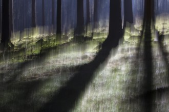 Atmospheric forest, abstract structures, wiping effect, bulb exposure