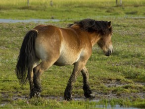 Brown horse on a green, natural pasture, Juist, East Frisia, Germany