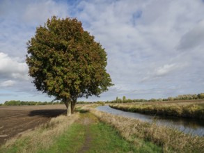 Landscape scene with a large tree next to a river, fields and a partly cloudy sky, Schüttorf, North