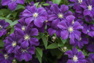Clematis KLEMATIS WALDREBE CLEMATIS (clematis)