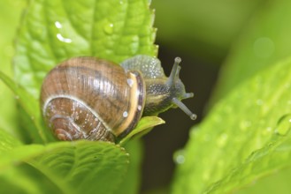 Black-mouthed ribbon snail (Cepaea nemoralis)