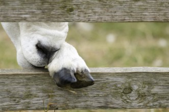 Sheep (Ovis orientalis aries)