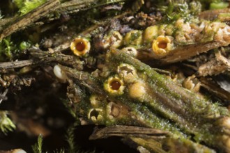Shooting star fungus (Sphaerobolus stellatus)