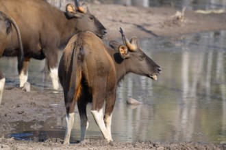 Gaur (Bos gaurus), cattle (Bovini), Indian bison, Satpura National Park, Tiger Reserve, Madhya