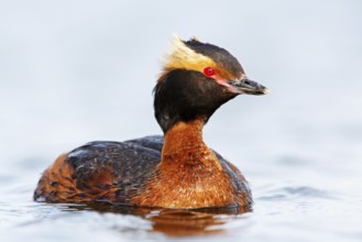Horned Grebe, (Podiceps auritus), animals, birds, grebe family, swims in the water, Reykjahlíð,