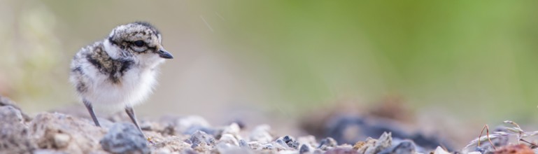 Ringed Plover, (Charadrius hiaticula), animals, birds, plover family, plover family, chicks, baby