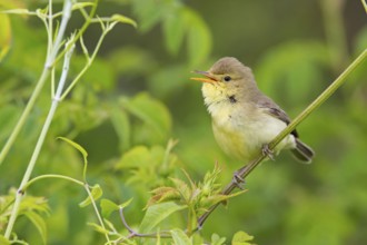 Orpheus warbler, (Hippolais polyglotta), Hypolaïs polyglotte, animals, birds, songbirds, reed