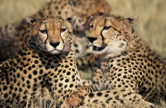 CHEETAH (acinonyx jubatus), GROUP LAYING DOWN AFTER EATING GAZELLE, MASAI MARA PARK, KENYA