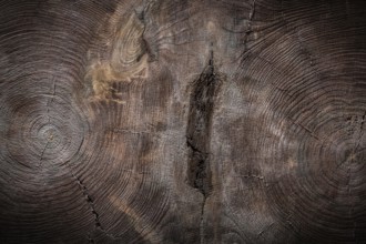 Double tree trunk cross section vintage wood texture