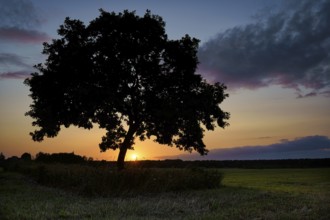 Oak tree at sunset, Fischland-Darß, Mecklenburg-Western Pomerania, Germany