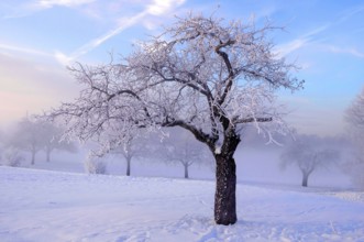 Sunrise with snow at Maulbronn, morning mood, fog with snow, dirt road with snow, sun with rays,