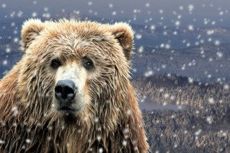 Kodiak bear in the falling snow (Ursus arctos middendorffii)