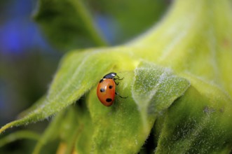 Ladybird on sunflower (Helianthus annuus) in the garden Sunflower