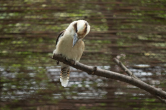 Portrait of a bird kookaburra (Dacelo novaeguineae)