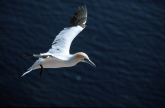 Northern Gannet (Morus bassanus), Heligoland, Northern gannet Schleswig-Holstein, Germany