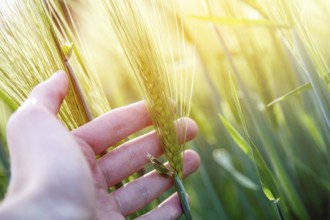 Farmer hand touching wheat fresh green wheat ears. Cornfield in the morning, sunshine