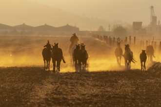A herd of horses running through a field on a Mexican Ranch at sunrise