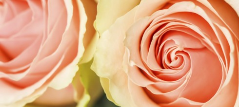 Delicate pale pink roses. Perfect for background greeting cards and wedding invitations, birthday,