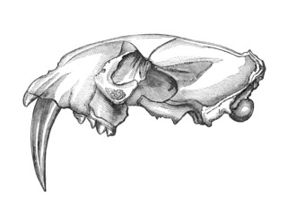 Skull of a Machairodus Sabre-toothed tiger. Old engraving by unknown artist from The Leisure Hour