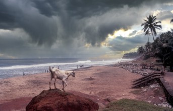 Papanasam beach at Varkala, Kerala, South India, India, Asia. Goat. Arabian sea