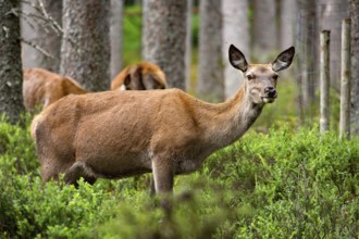 Red deer (Cervus elaphus)